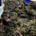 贵州野生蕨菜精品腌制蕨菜长度25公分