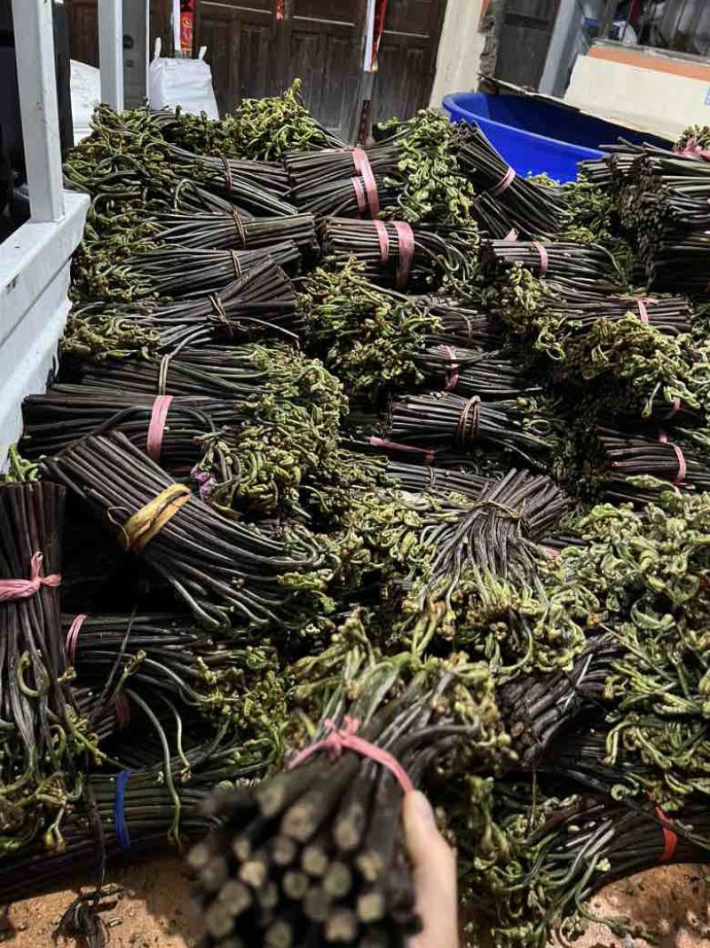 贵州野生蕨菜精品腌制蕨菜长度25公分