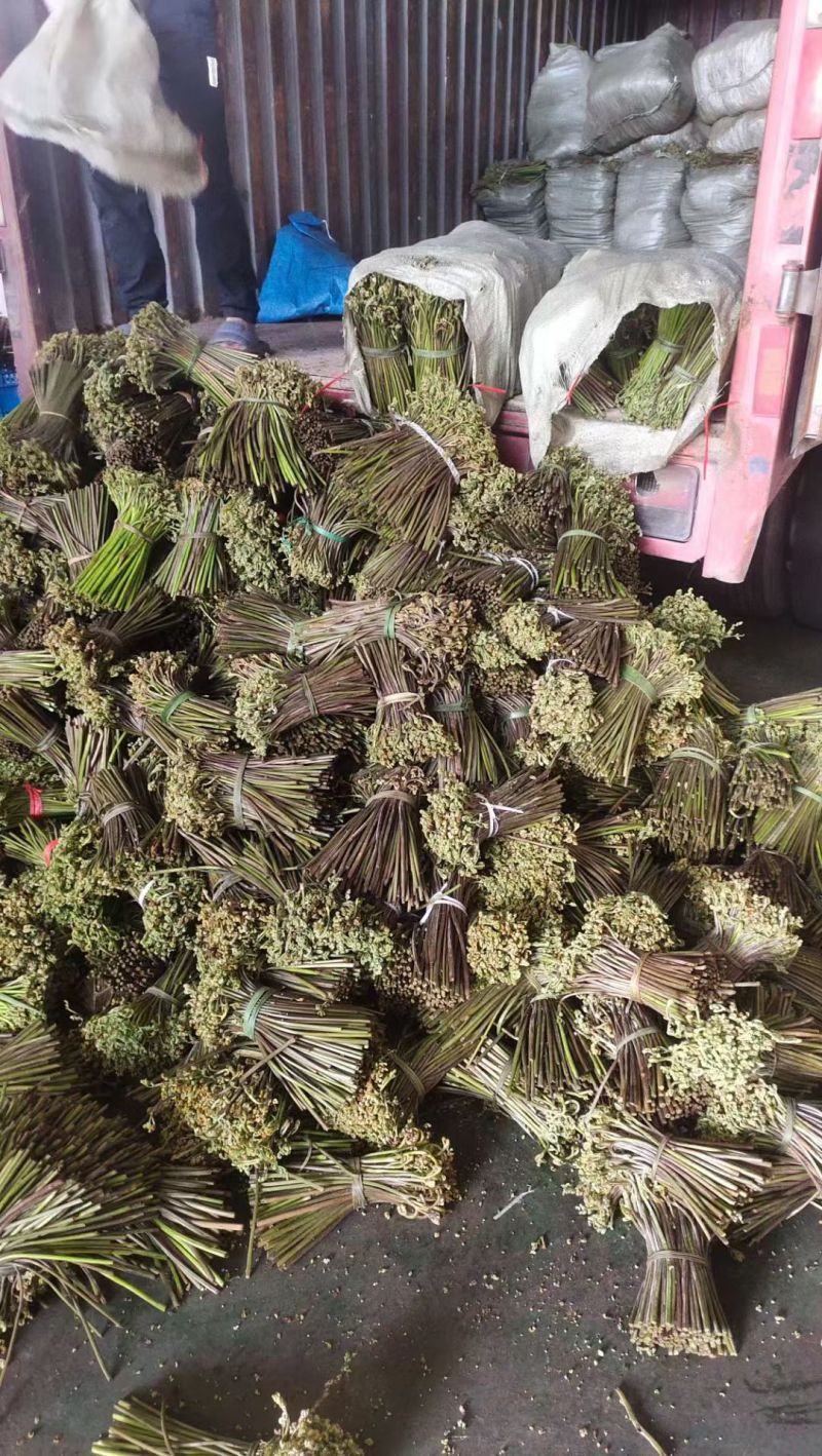 野生厥菜