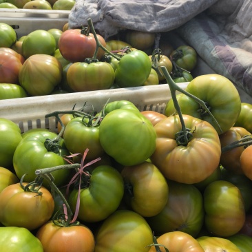西红柿🍅拉唯纳