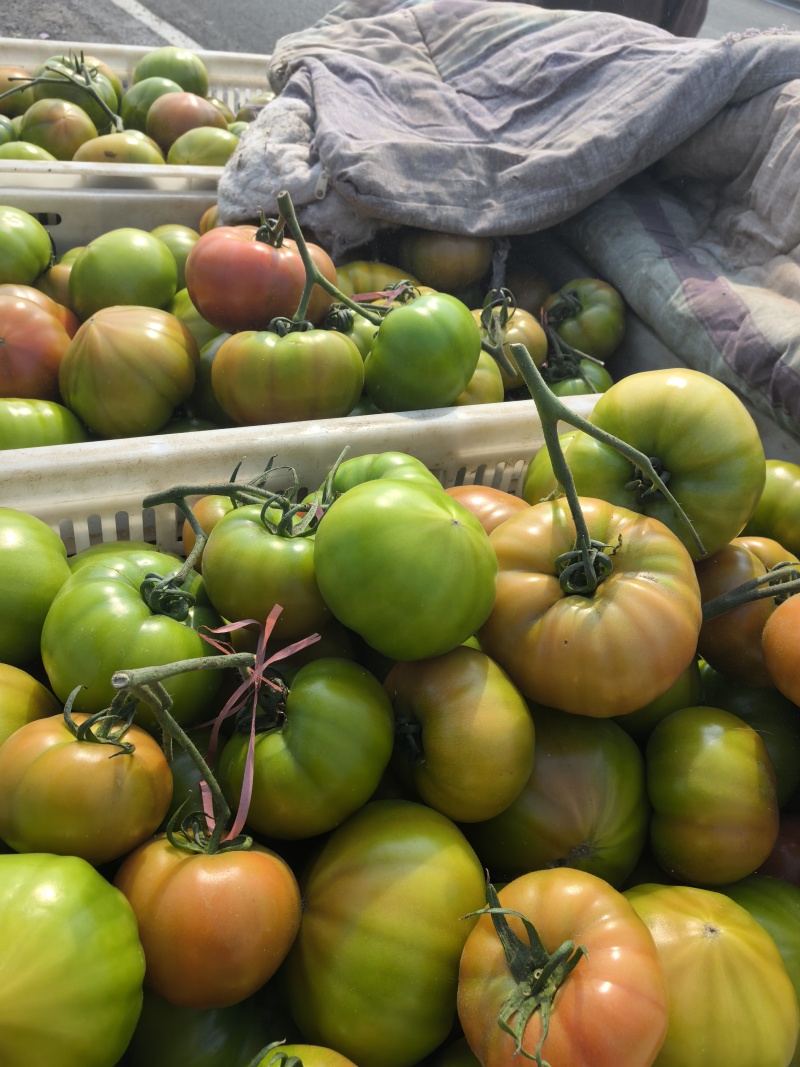 西红柿🍅拉唯纳