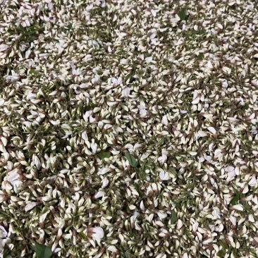 洋槐花大量有货