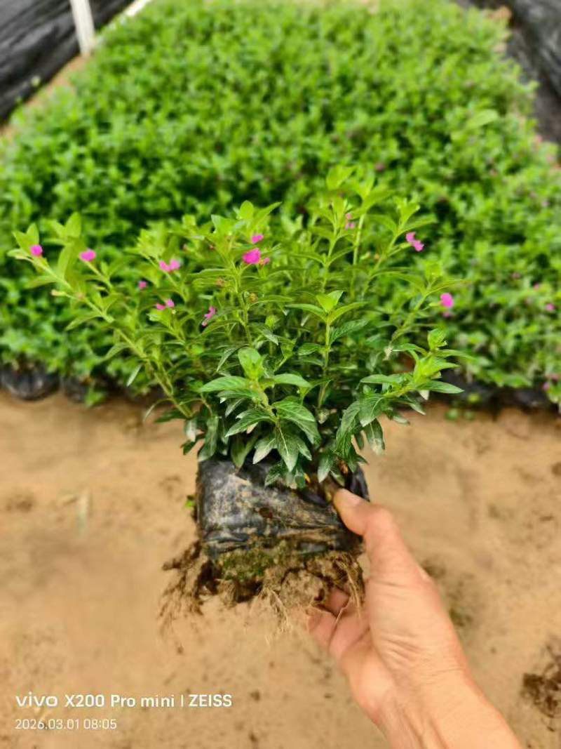 满天星15-50高，3斤袋，7斤袋，盆苗，大量现货，欢迎订购
