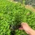 满天星15-50高，3斤袋，7斤袋，盆苗，大量现货，欢迎订购