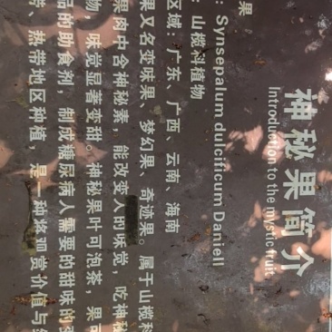 海南神秘果新鲜采摘保鲜发货长期供应