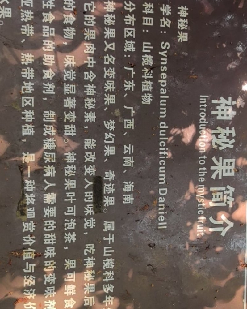 海南神秘果新鲜采摘保鲜发货长期供应