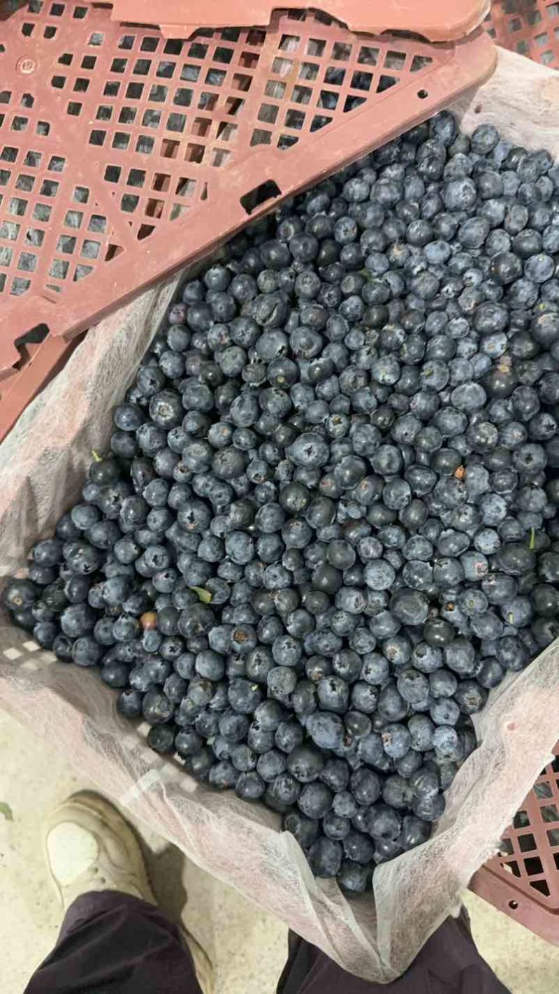 蓝莓f6优瑞卡L2542次果商品果等外果