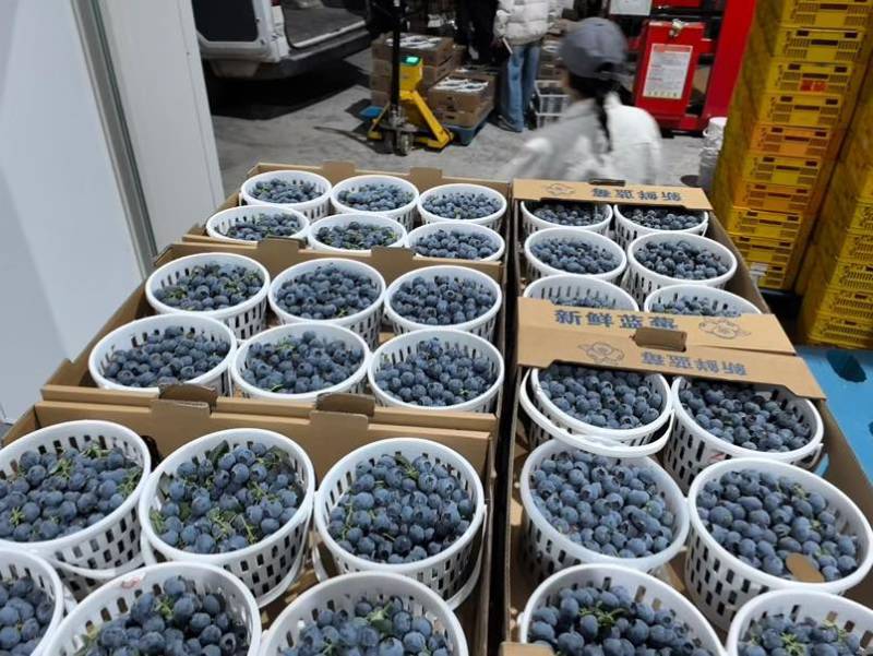 蓝莓f6优瑞卡L2542次果商品果等外果