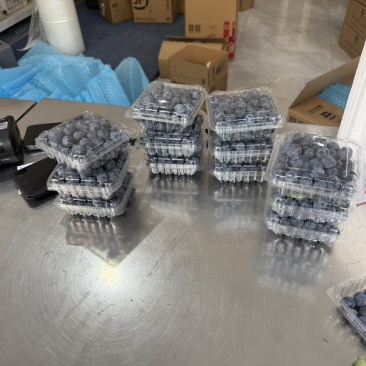 蓝莓f6优瑞卡L2542次果商品果等外果
