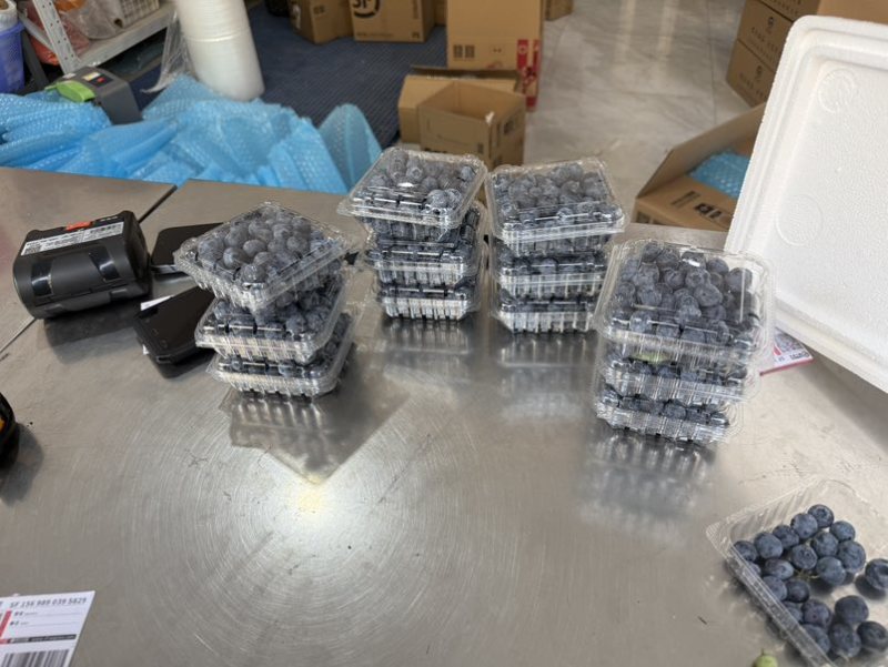 蓝莓f6优瑞卡L2542次果商品果等外果