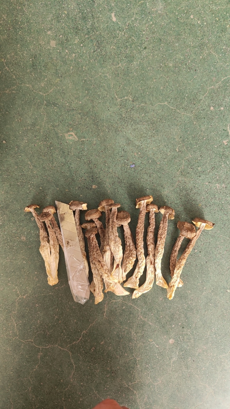 鹿茸菇益品如意脆脆菇如意情酒店火锅店家用批发礼盒低价干货菌菇
