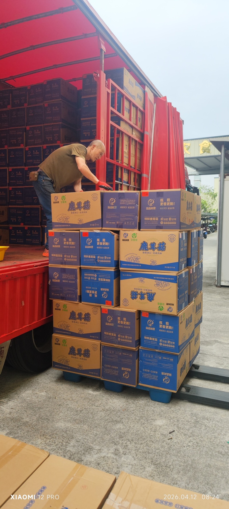 鹿茸菇益品如意脆脆菇如意情酒店火锅店家用批发礼盒低价干货菌菇