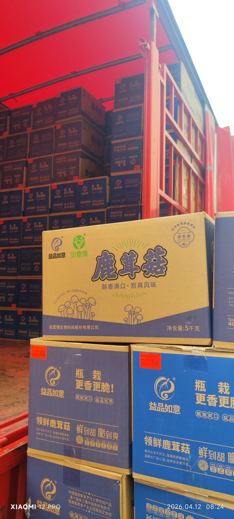 鹿茸菇益品如意脆脆菇如意情酒店火锅店家用批发礼盒低价干货菌菇
