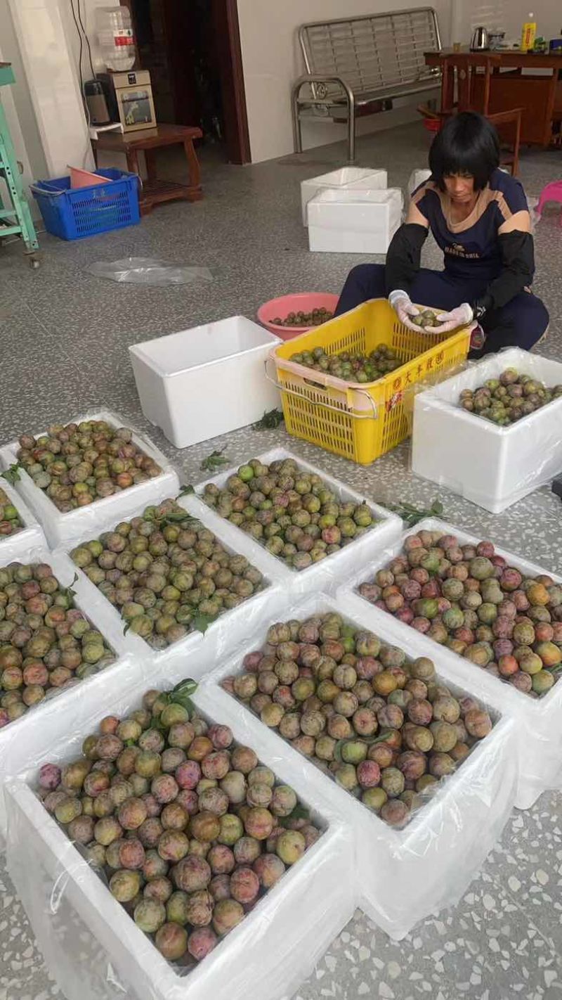 广西三华李产地代办工厂果果园代收可出口果胚