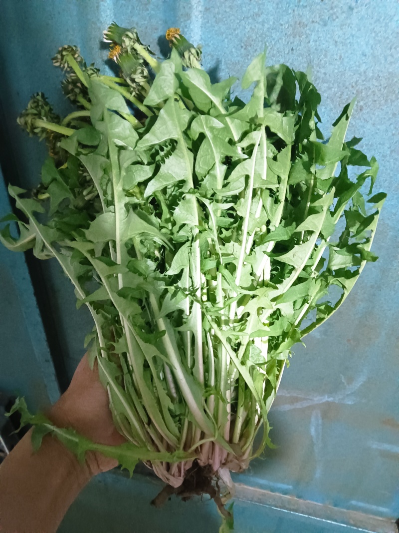 ***野生蒲公英鲜品/干品