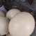 新鲜鸵鸟蛋