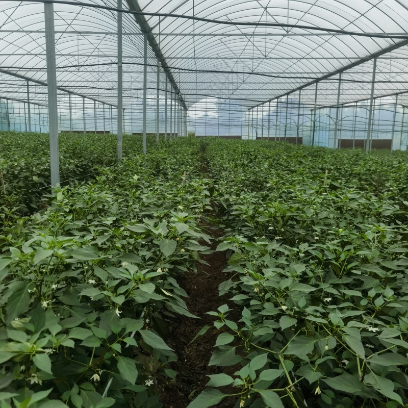 薄皮二荆条，自家基地货，品质保证。