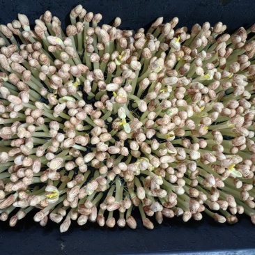 新鲜花生芽通货地：基地直供供货量：常年稳定供货，量