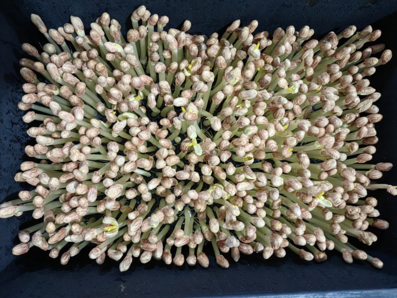新鲜花生芽通货地：基地直供供货量：常年稳定供货，量