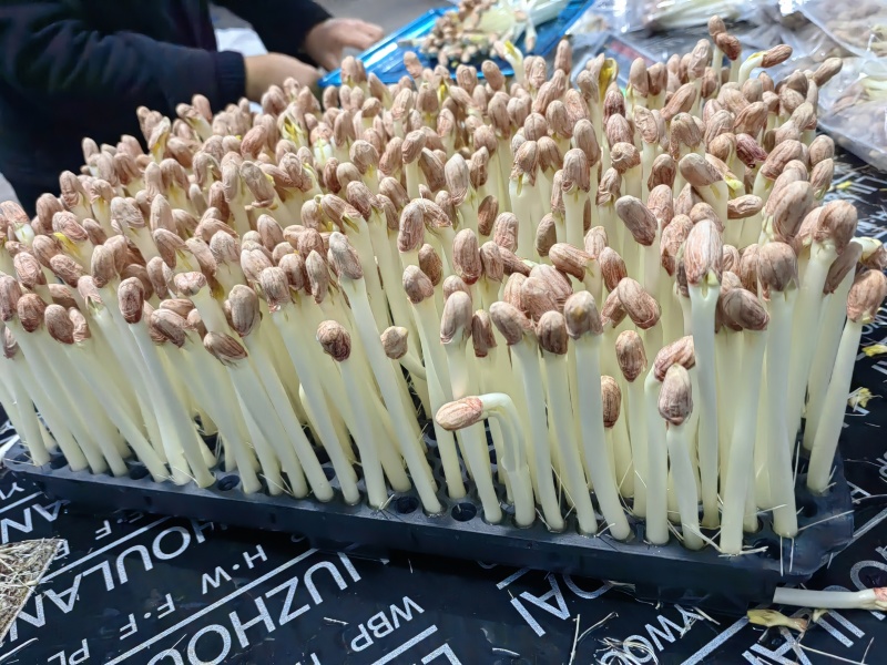 新鲜花生芽通货地：基地直供供货量：常年稳定供货，量