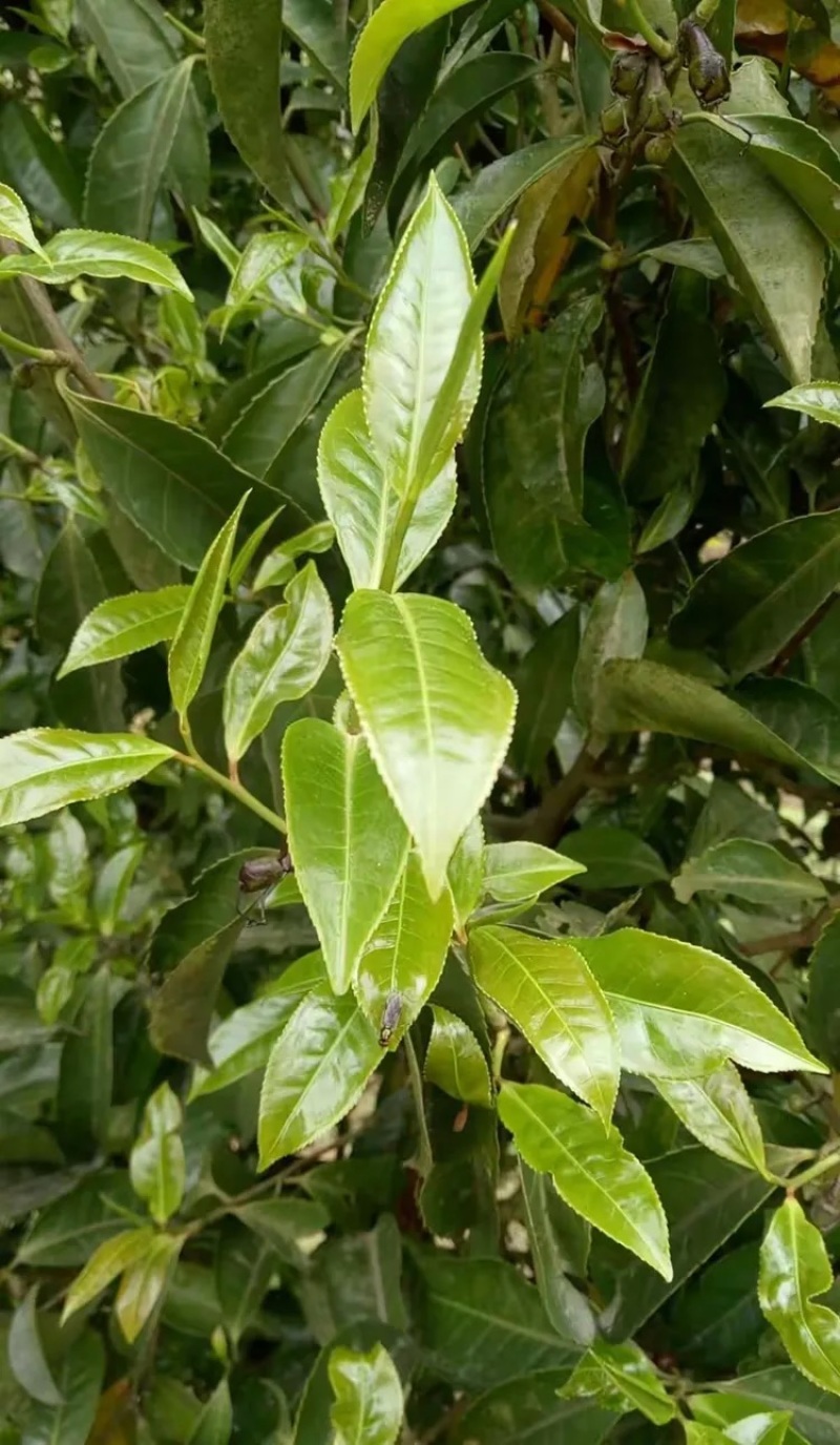 古树大叶红茶