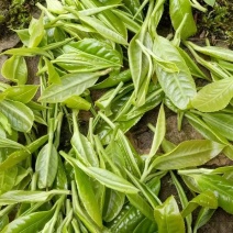 古树大叶红茶