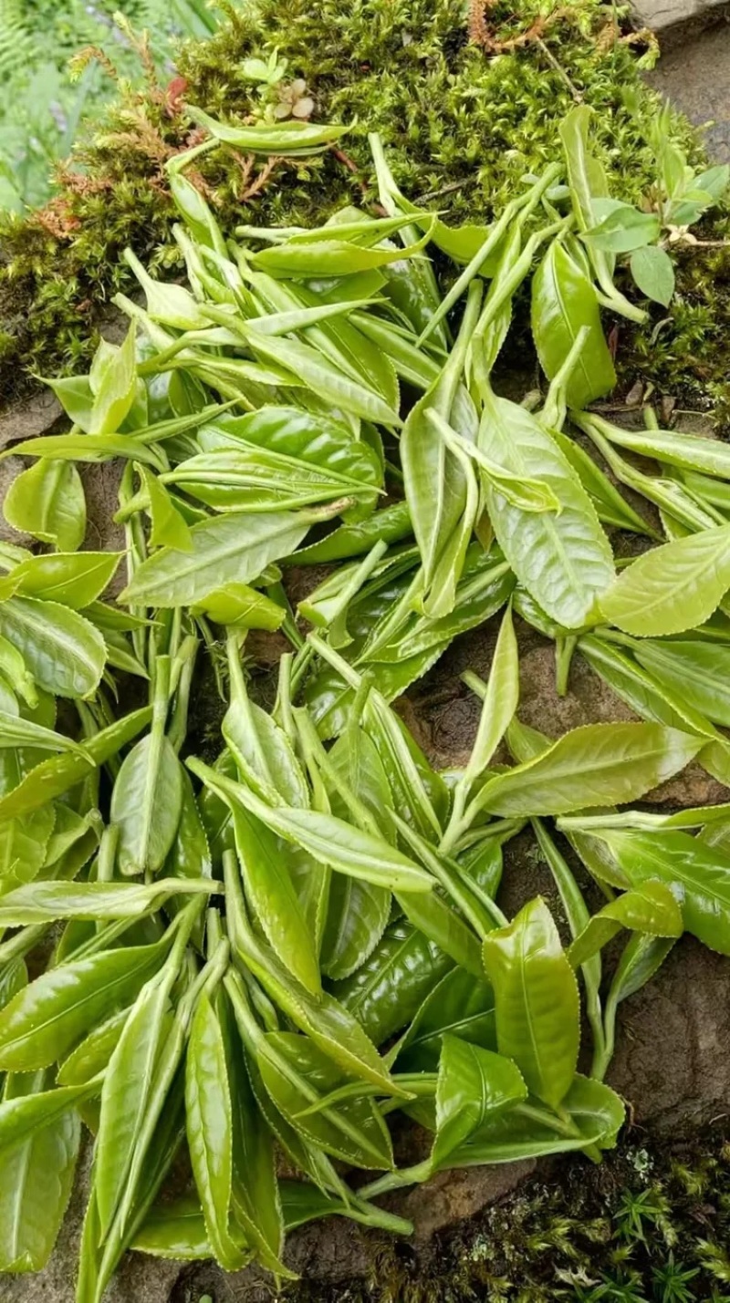 古树大叶红茶