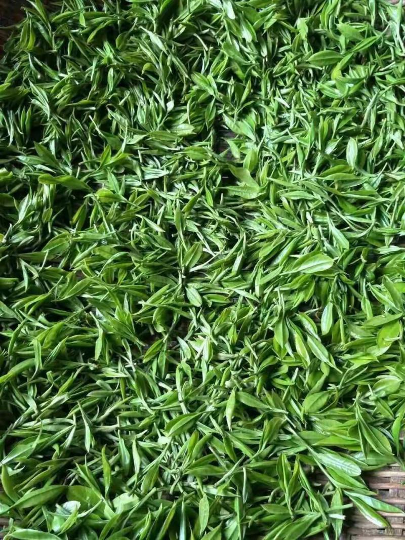 古树大叶红茶