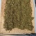 古树大叶红茶