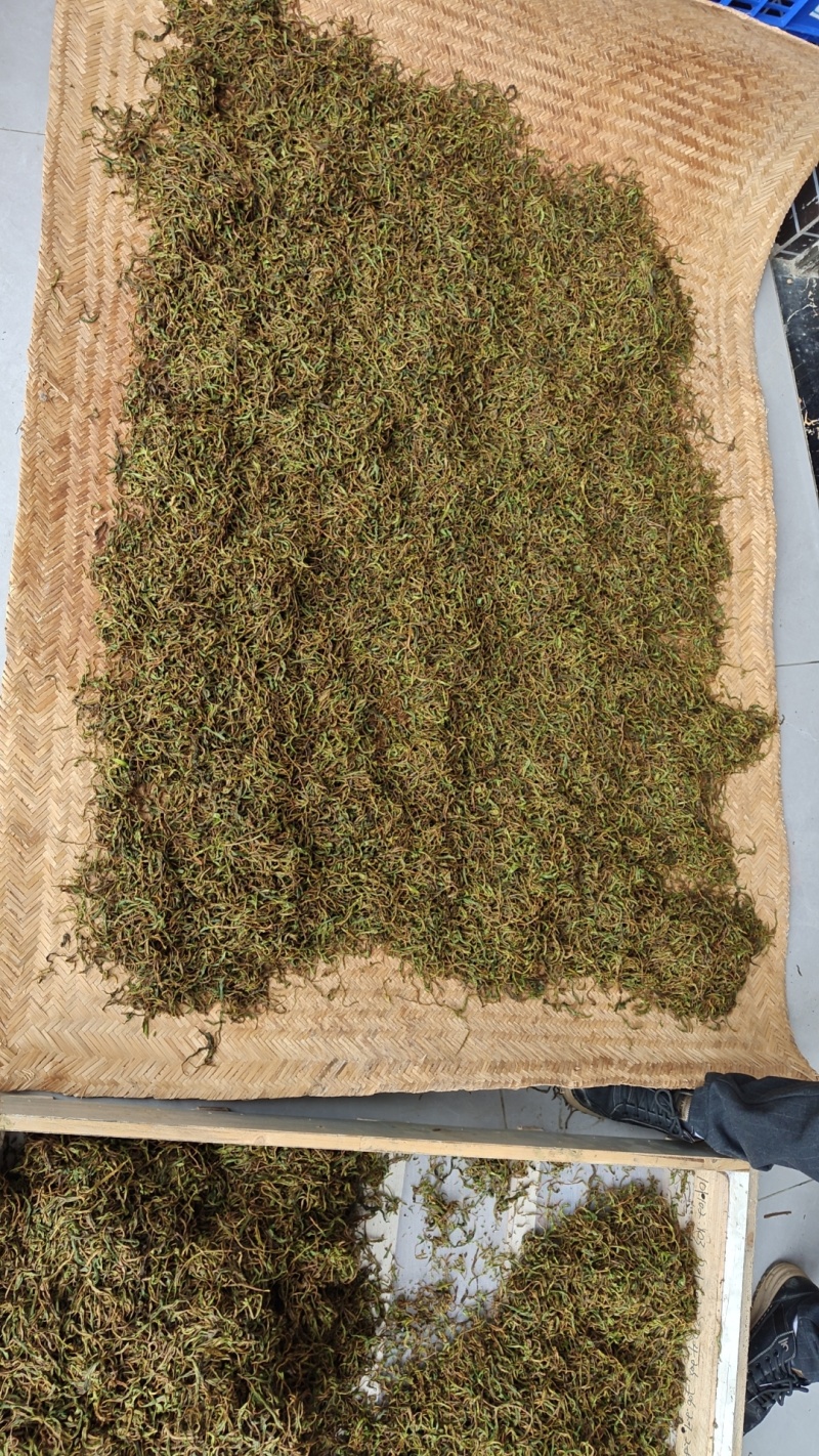 古树大叶红茶
