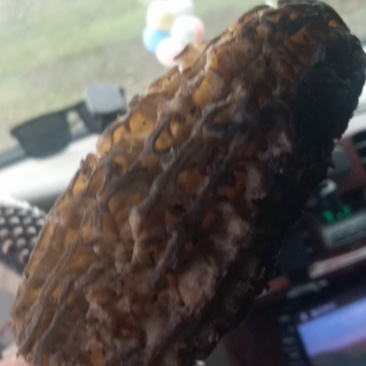 野生蘑菇🍄