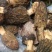野生蘑菇🍄