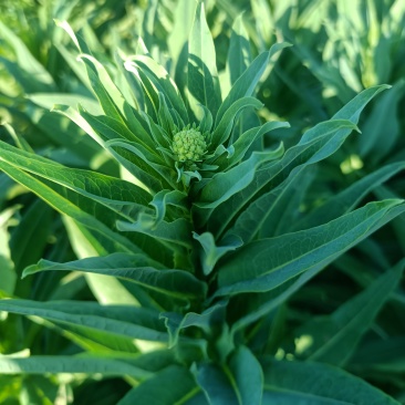 湿贡菜