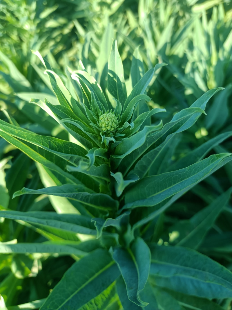 湿贡菜