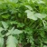 东北山野菜大叶芹