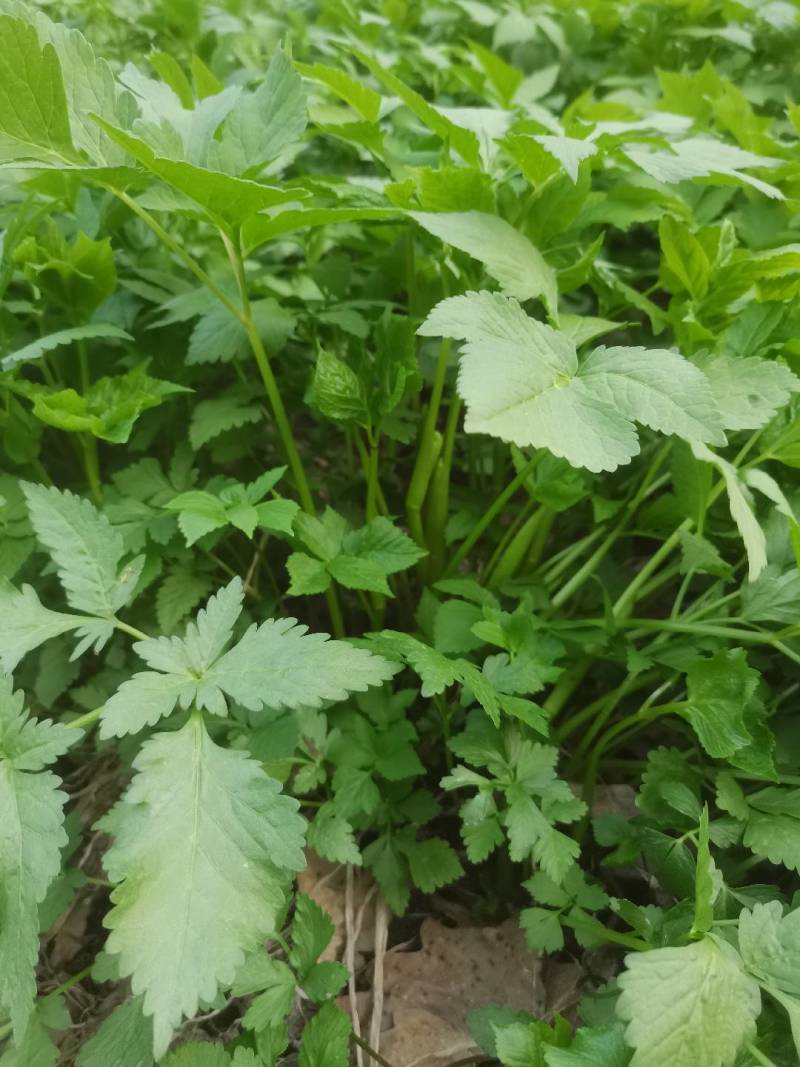 东北山野菜大叶芹