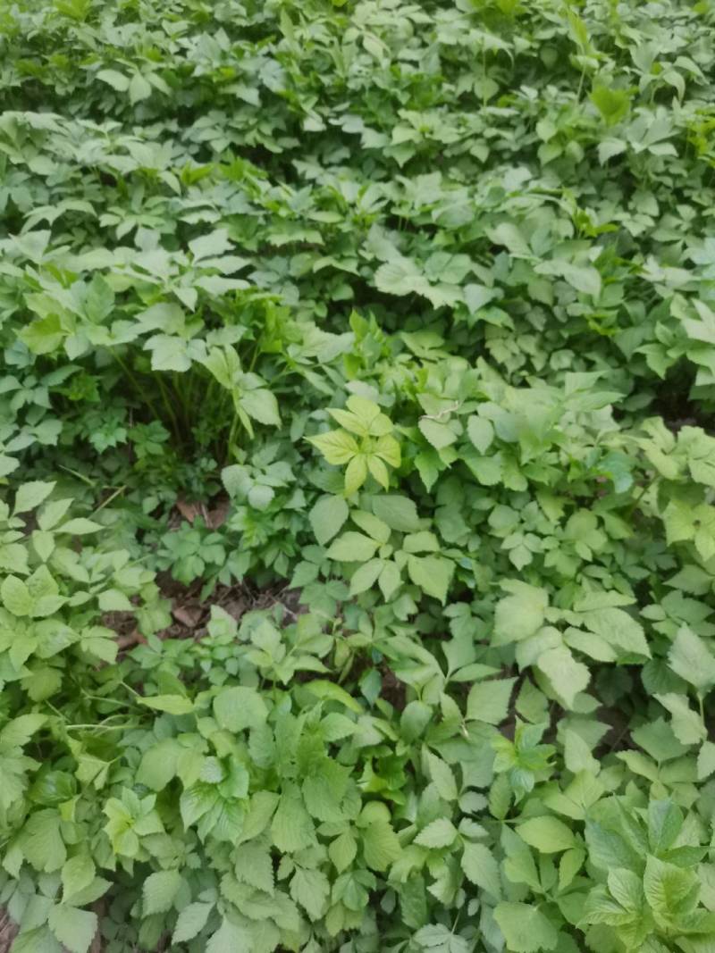 东北山野菜大叶芹