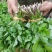 东北山野菜大叶芹