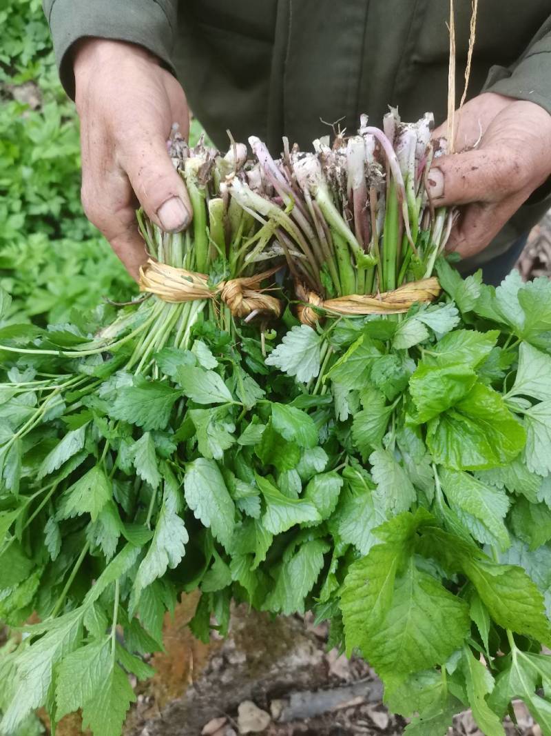 东北山野菜大叶芹