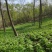 东北山野菜大叶芹