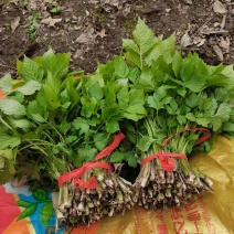 东北山野菜大叶芹