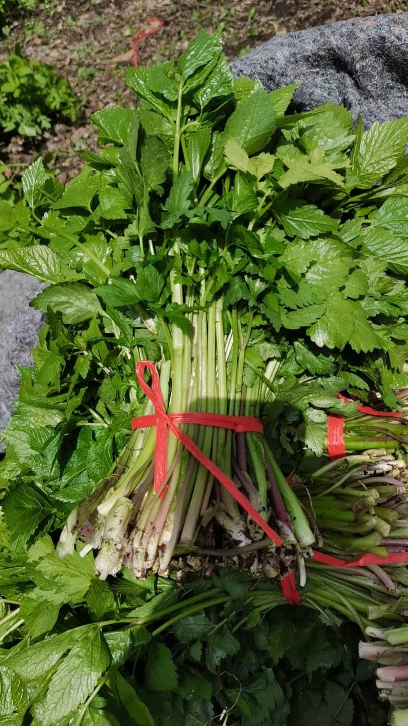 东北山野菜大叶芹