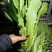 大棚油麦菜，需要可以咨询联系排单收割。