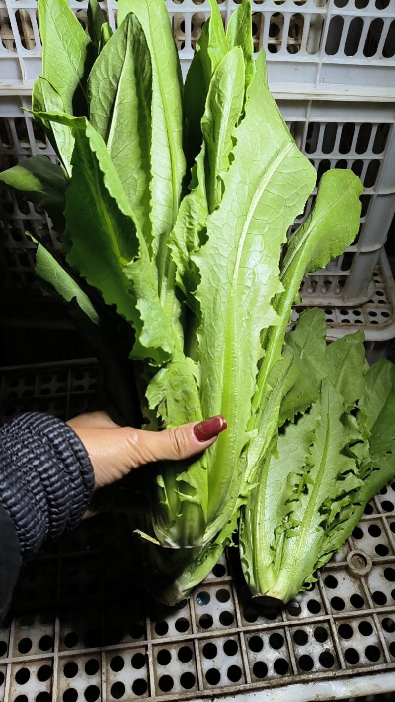 大棚油麦菜，需要可以咨询联系排单收割。