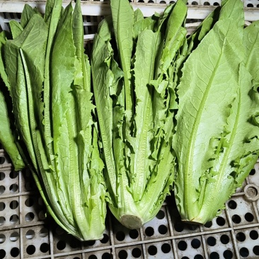 大棚油麦菜，需要可以咨询联系排单收割。