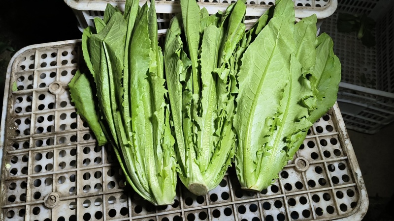 大棚油麦菜，需要可以咨询联系排单收割。