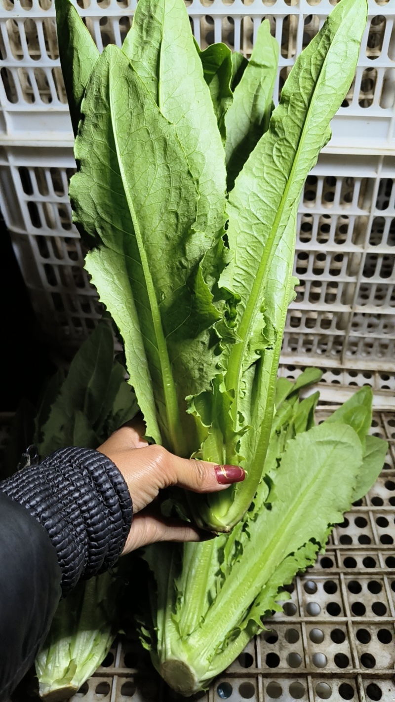 大棚油麦菜，需要可以咨询联系排单收割。