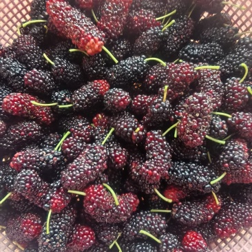 新鲜桑葚