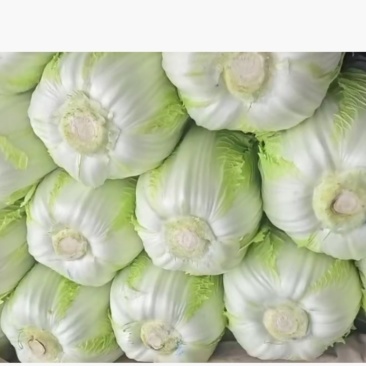 大白菜地头货大量供应