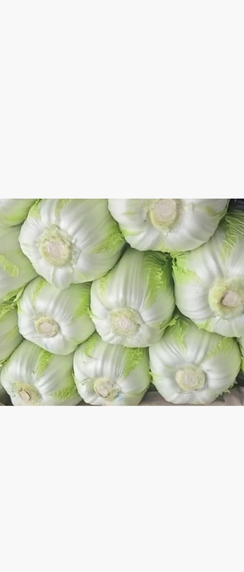大白菜地头货大量供应